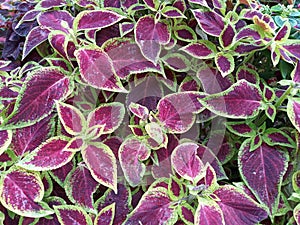 ColeusÂ is a formerÂ genusÂ ofÂ flowering plantsÂ in theÂ familyÂ Lamiaceae.